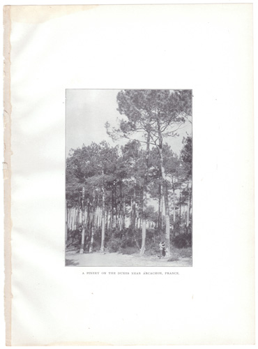 A PINERY ON THE DUNES NEAR ARCHACHON, FRANCE